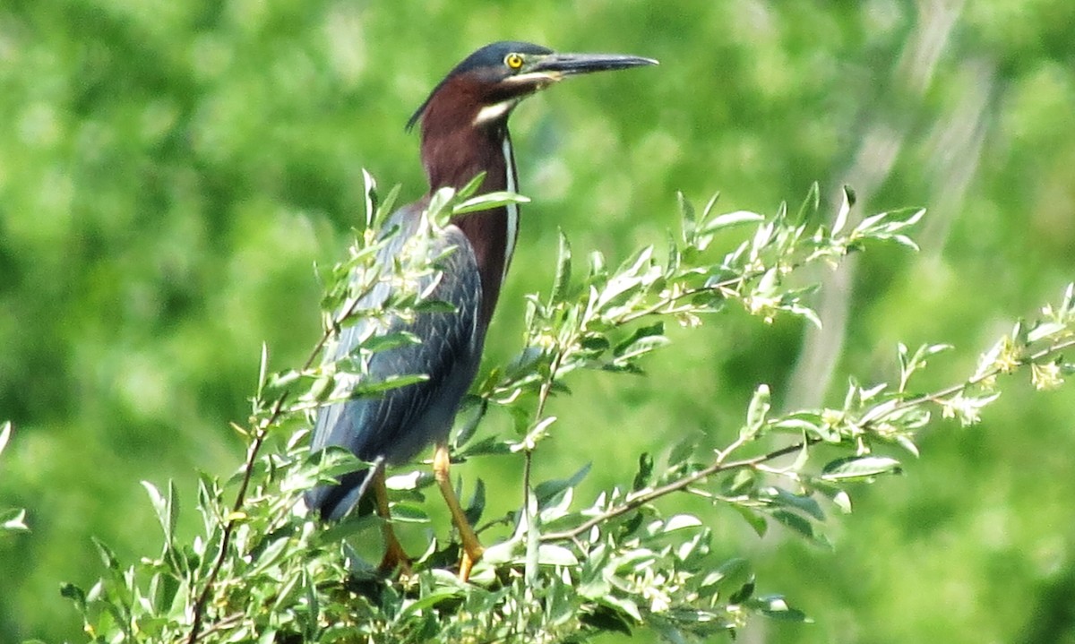 Green Heron - ML454567401