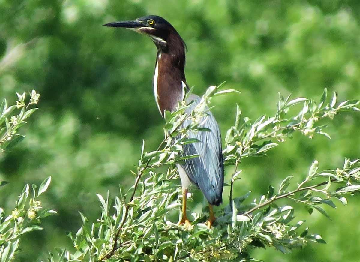 Green Heron - ML454568121