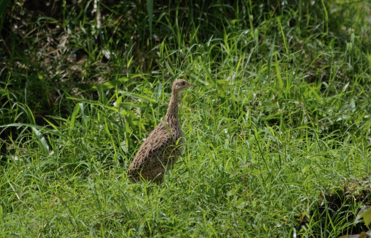 Spotted Nothura - Aduílio Rocha