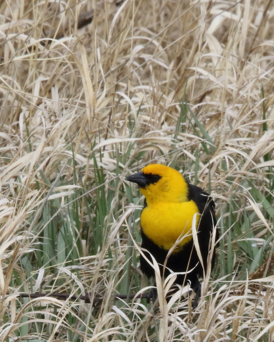 Yellow-headed Blackbird - ML454568581