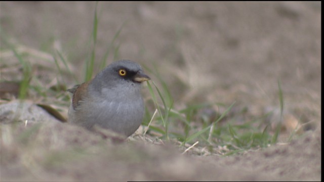 メキシコユキヒメドリ（phaeonotus／palliatus） - ML454569