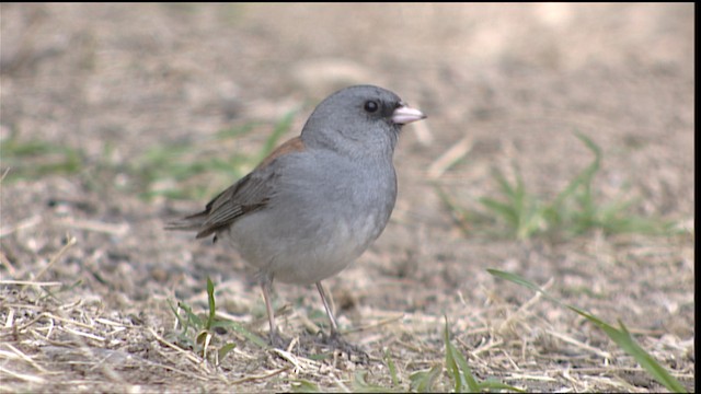 Junco ardoisé (caniceps) - ML454570