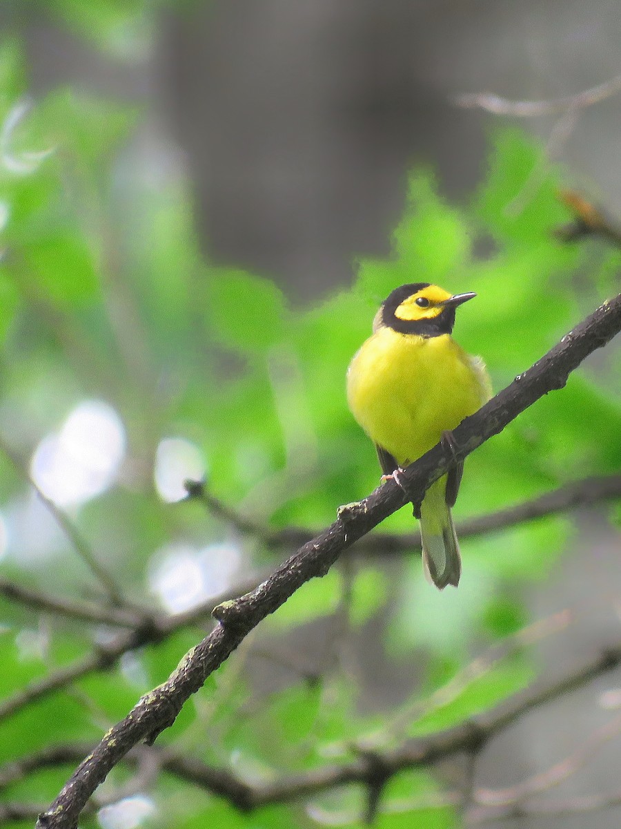 Hooded Warbler - Maureen Burkle