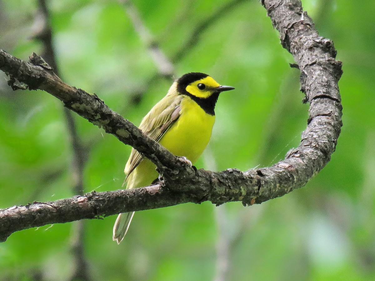 Hooded Warbler - Maureen Burkle