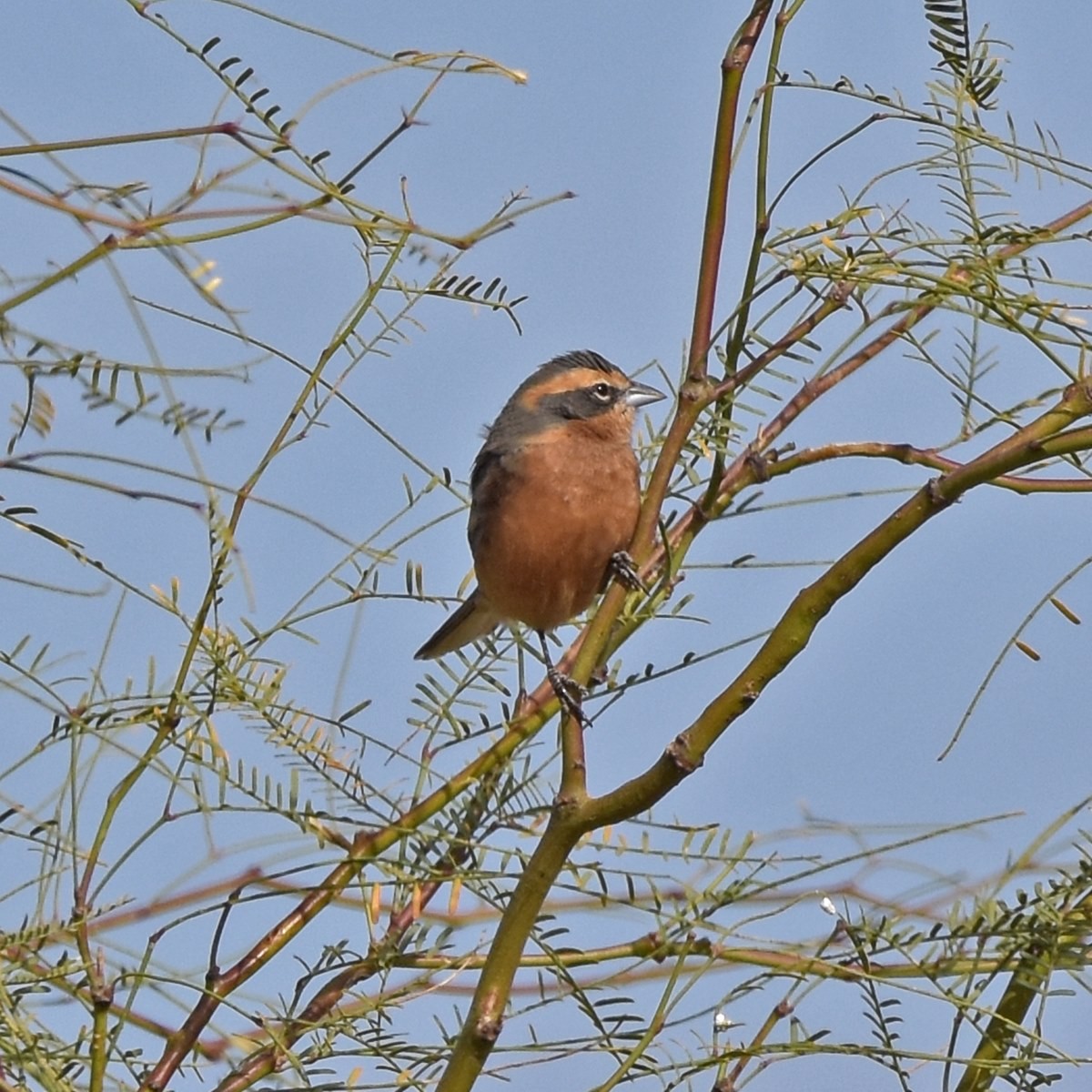 Cinnamon Warbling Finch - ML454571581