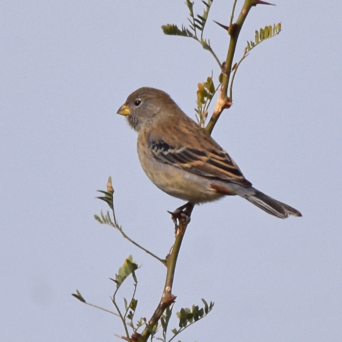 Band-tailed Seedeater - ML454571791