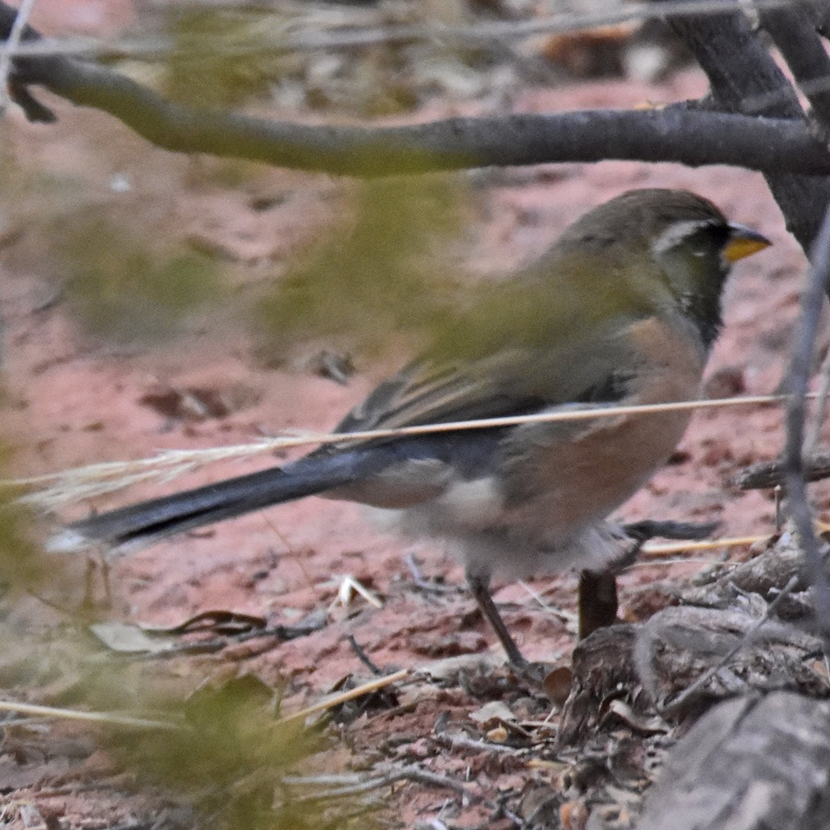 Many-colored Chaco Finch - ML454571901