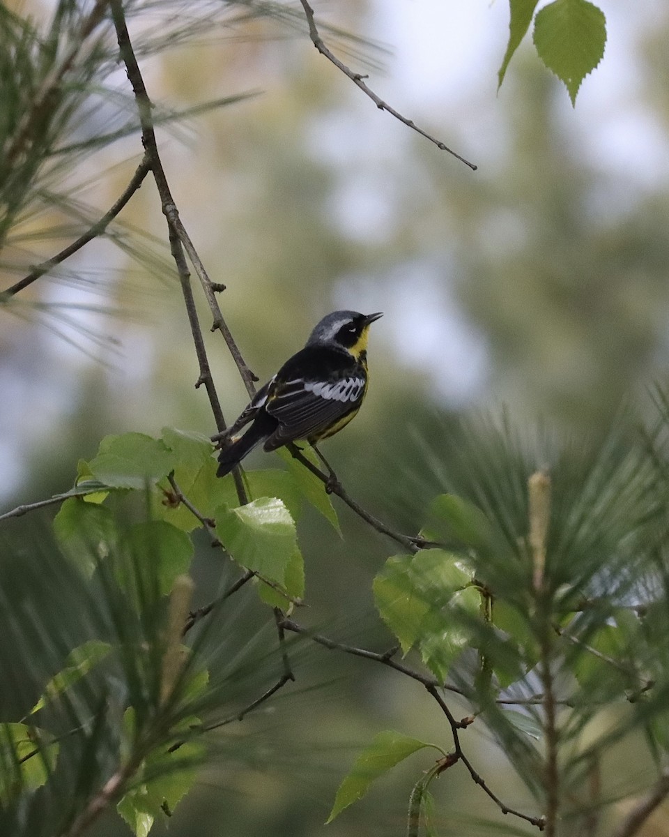 Magnolia Warbler - ML454572111