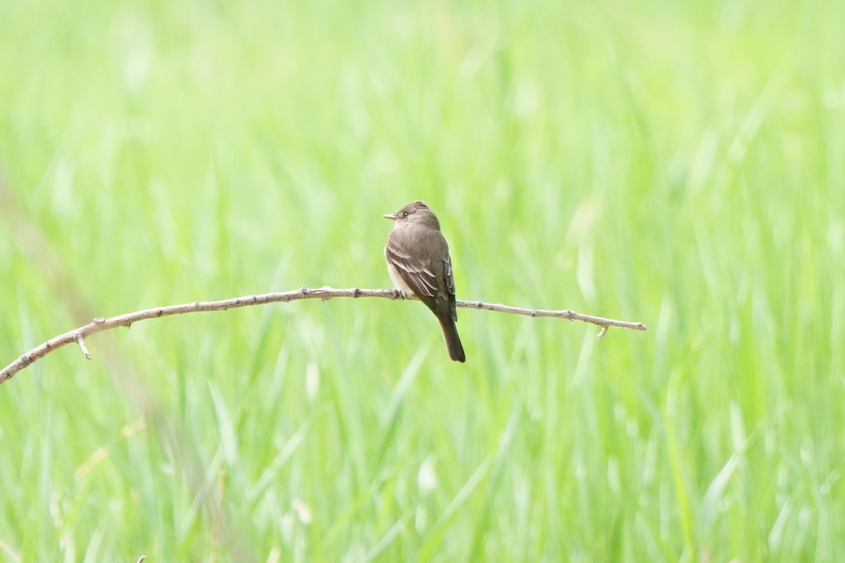 Western Wood-Pewee - Mark Meiklejohn