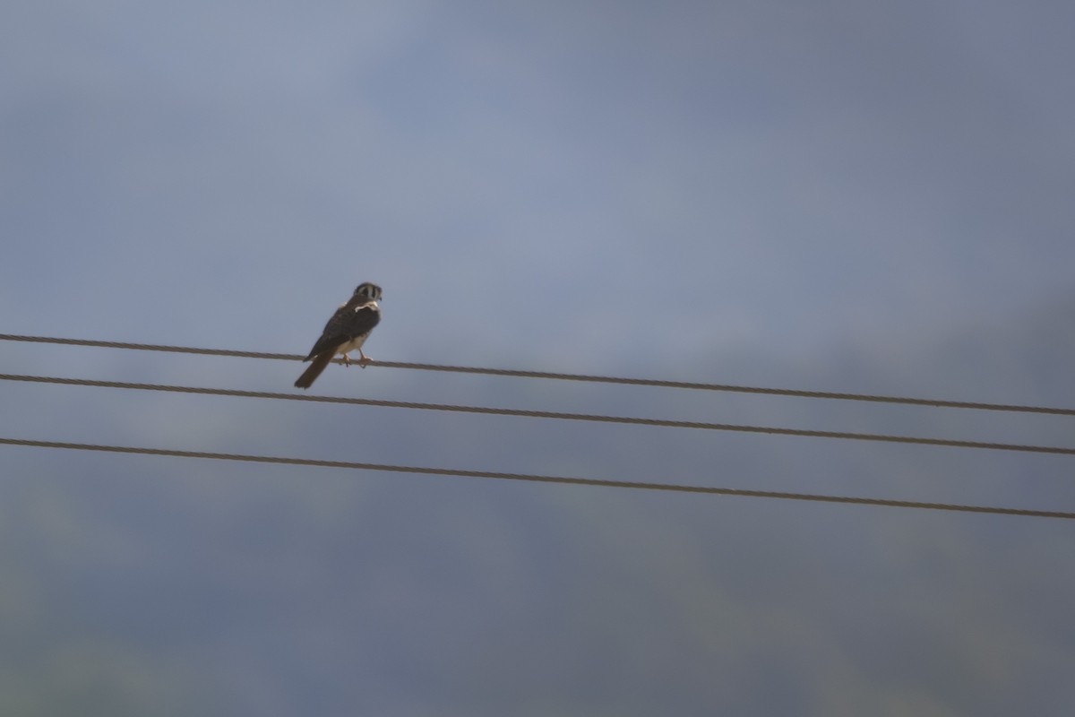 American Kestrel - ML454573681