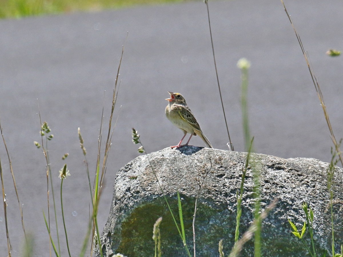 Grasshopper Sparrow - ML454575501