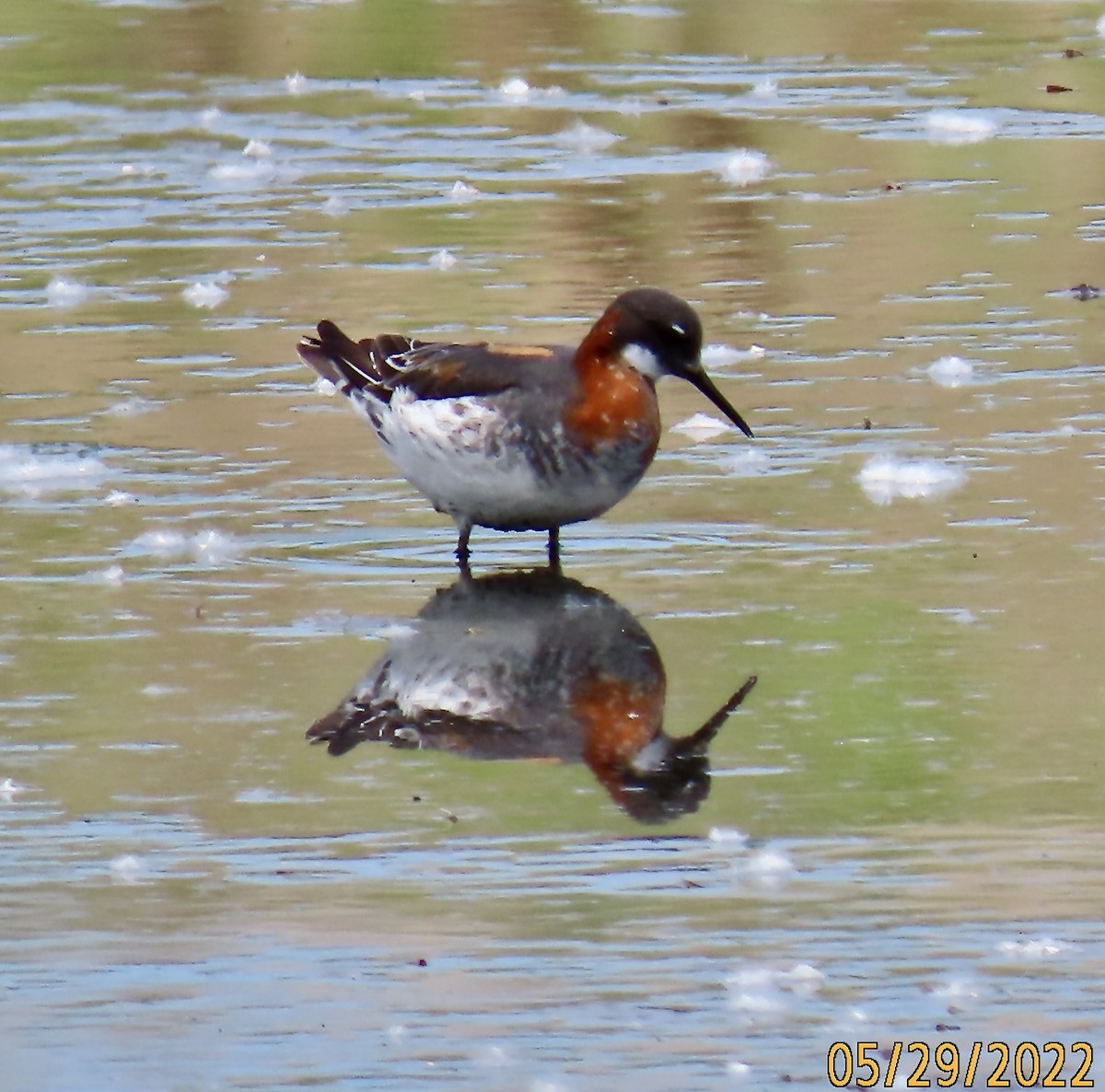 Red-necked Phalarope - ML454576081