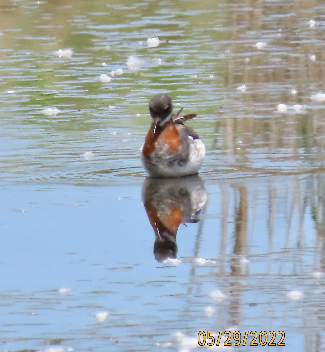 Red-necked Phalarope - ML454576101