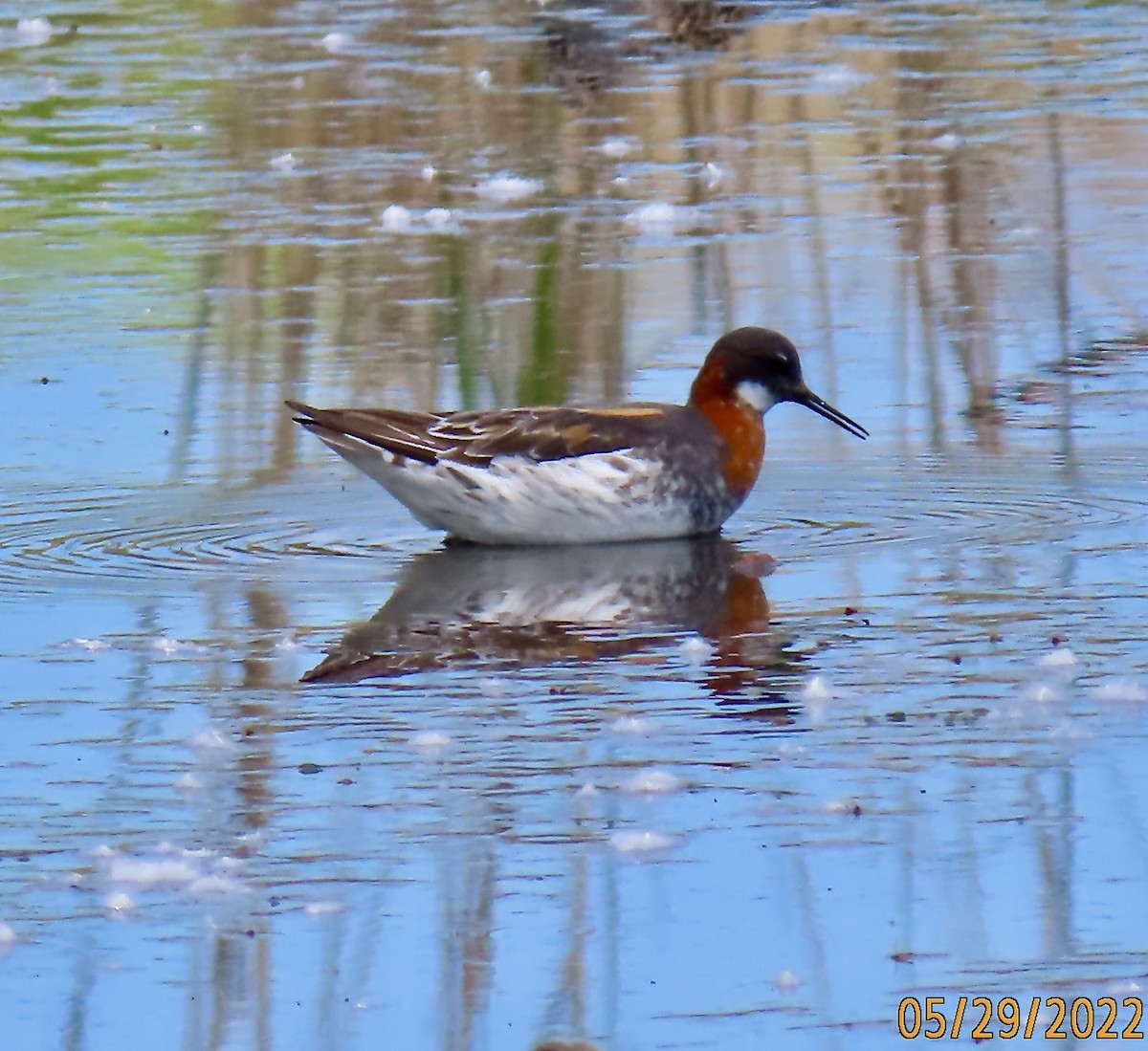 Red-necked Phalarope - ML454576161