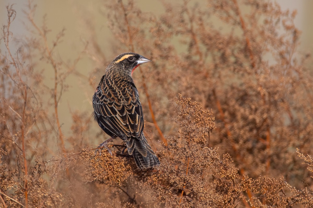 White-browed Meadowlark - ML454577551