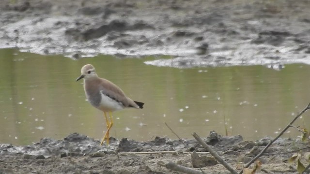 White-tailed Lapwing - ML454578881