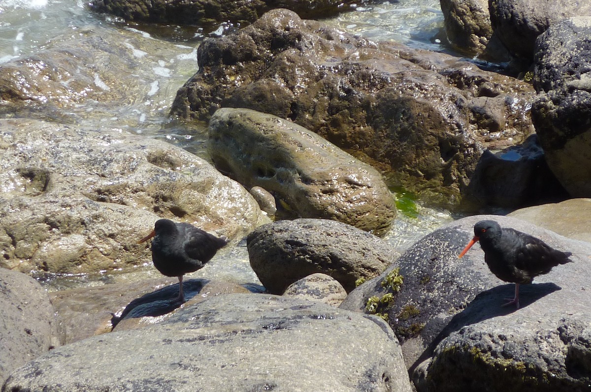 Variable Oystercatcher - ML454580571