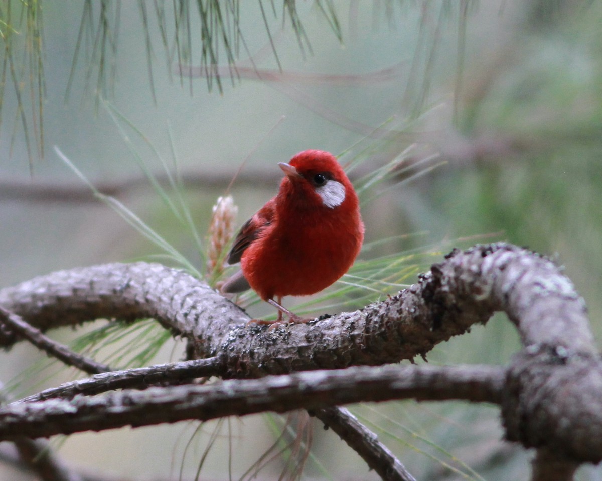 Red Warbler (White-cheeked) - ML454581101