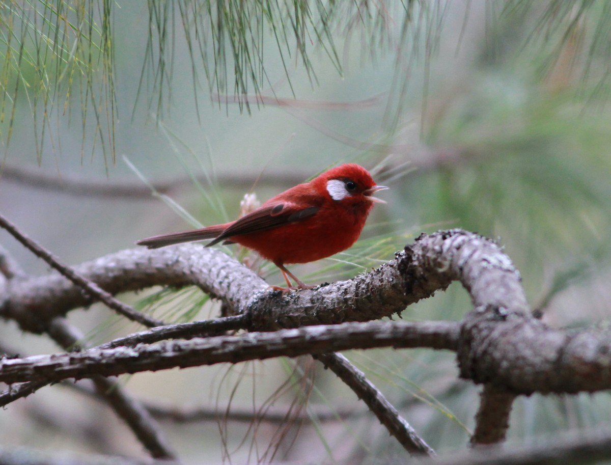 Red Warbler (White-cheeked) - Sarah Toner