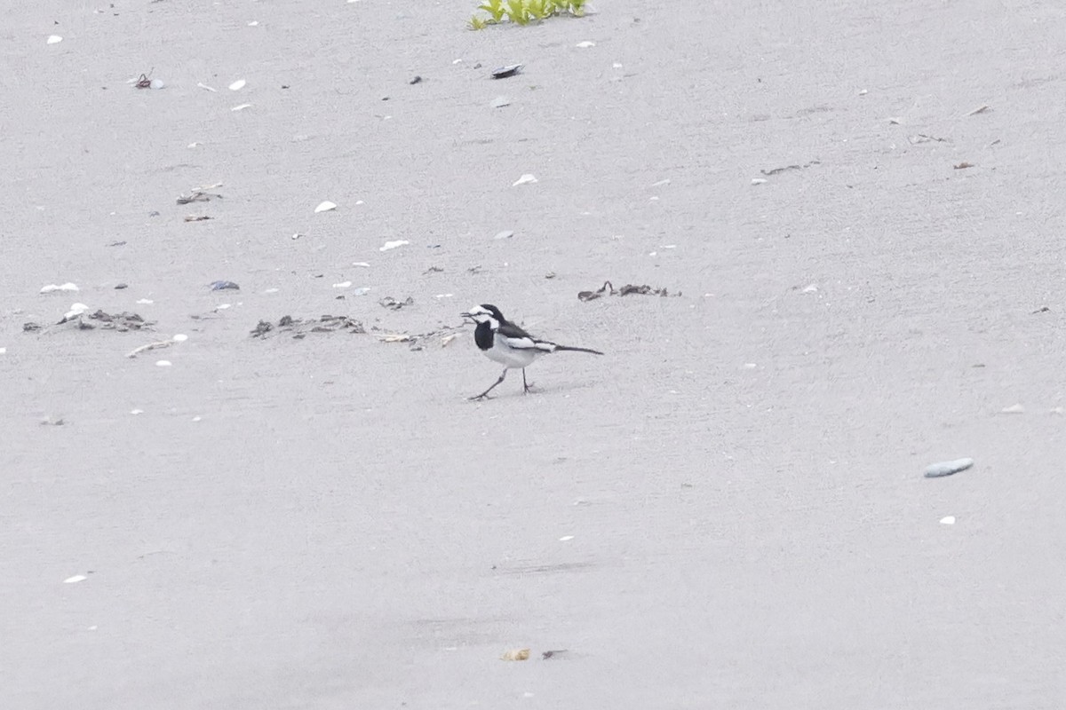 White Wagtail - David McQuade