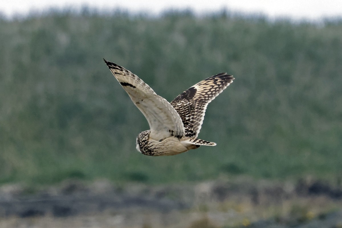 Short-eared Owl - David McQuade