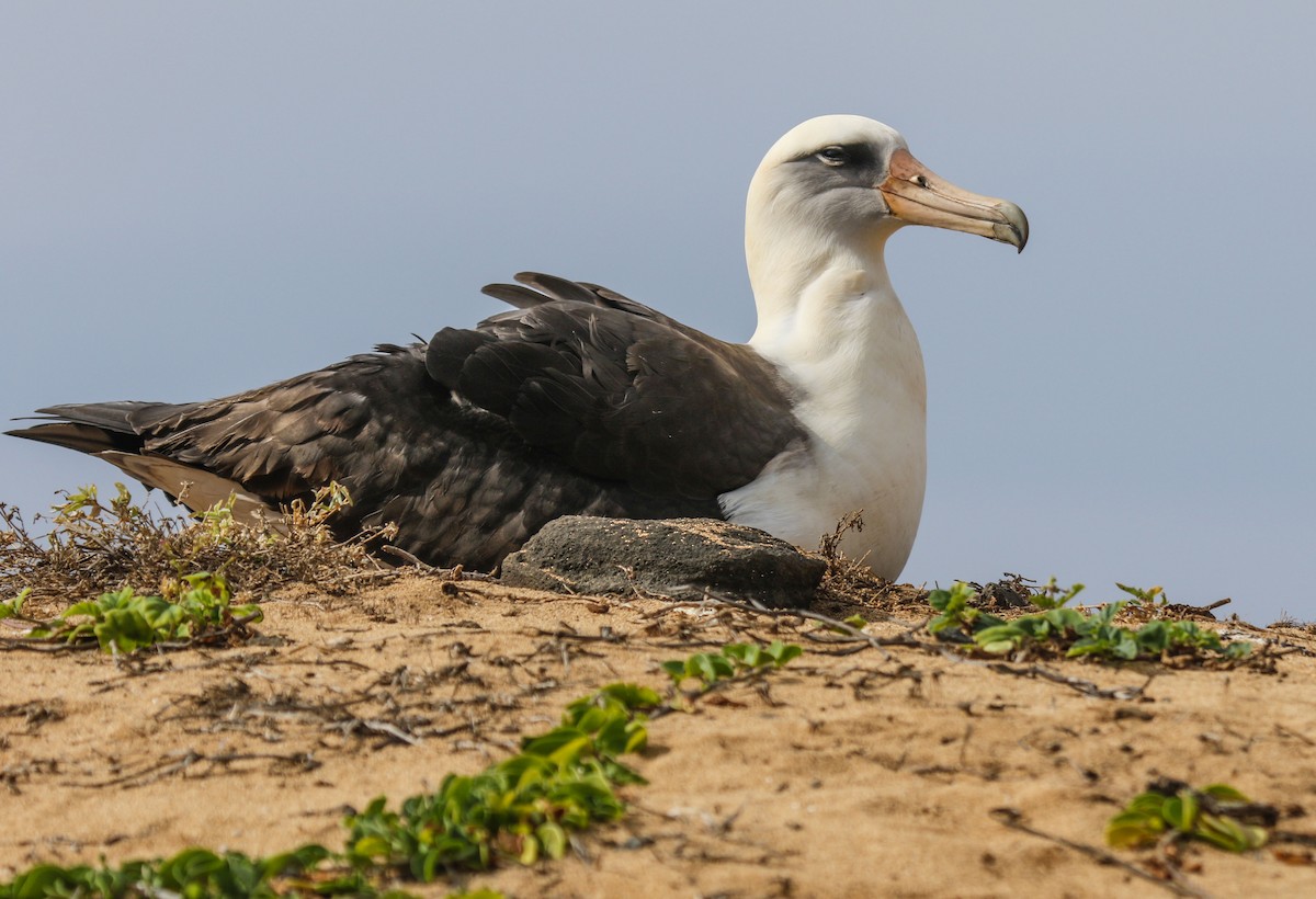 Albatros de Laysan - ML45458171