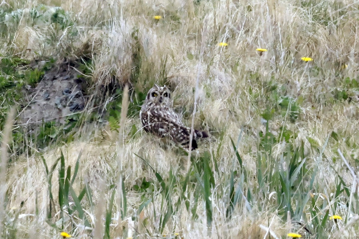 Short-eared Owl - David McQuade