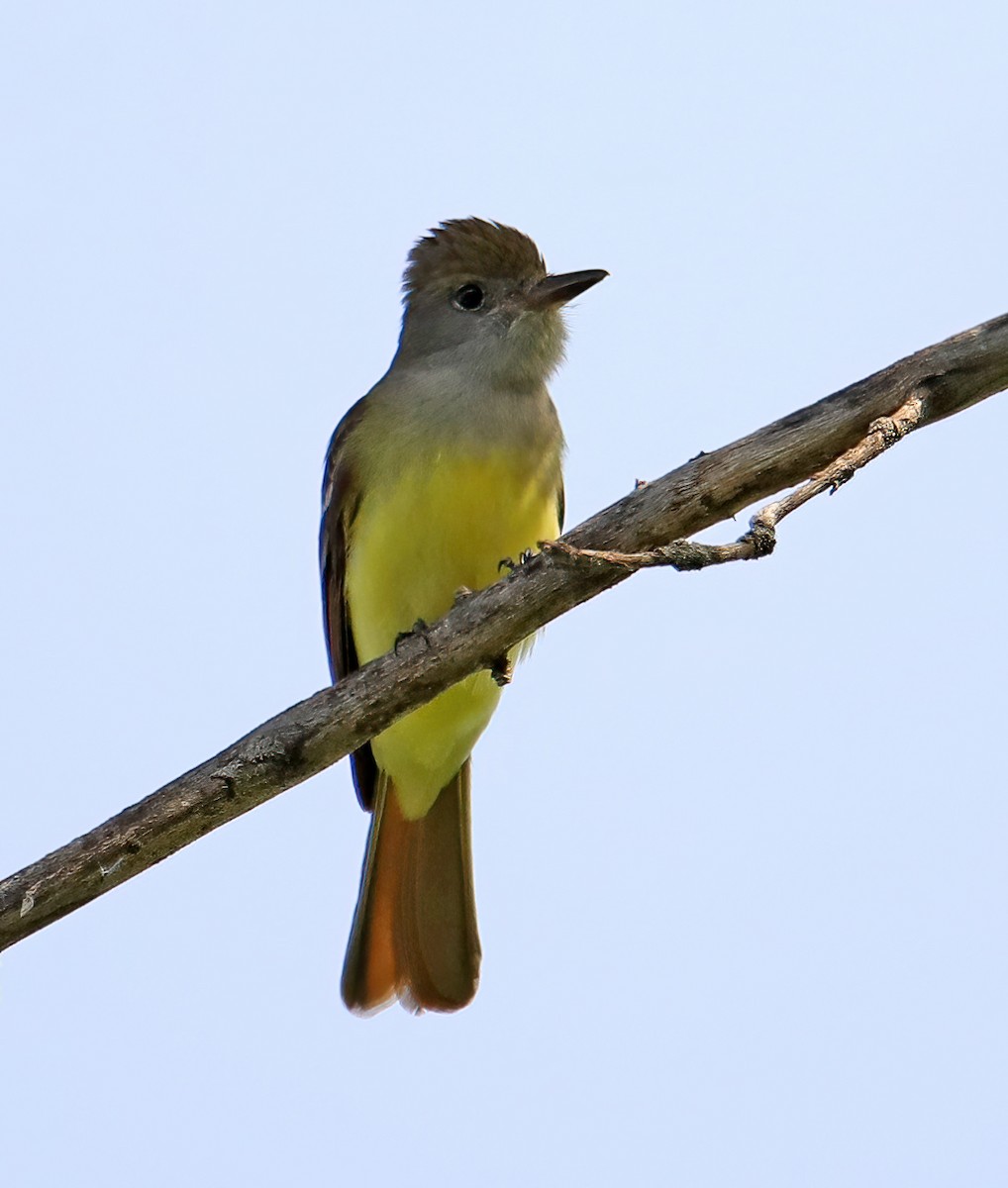Great Crested Flycatcher - ML454582341