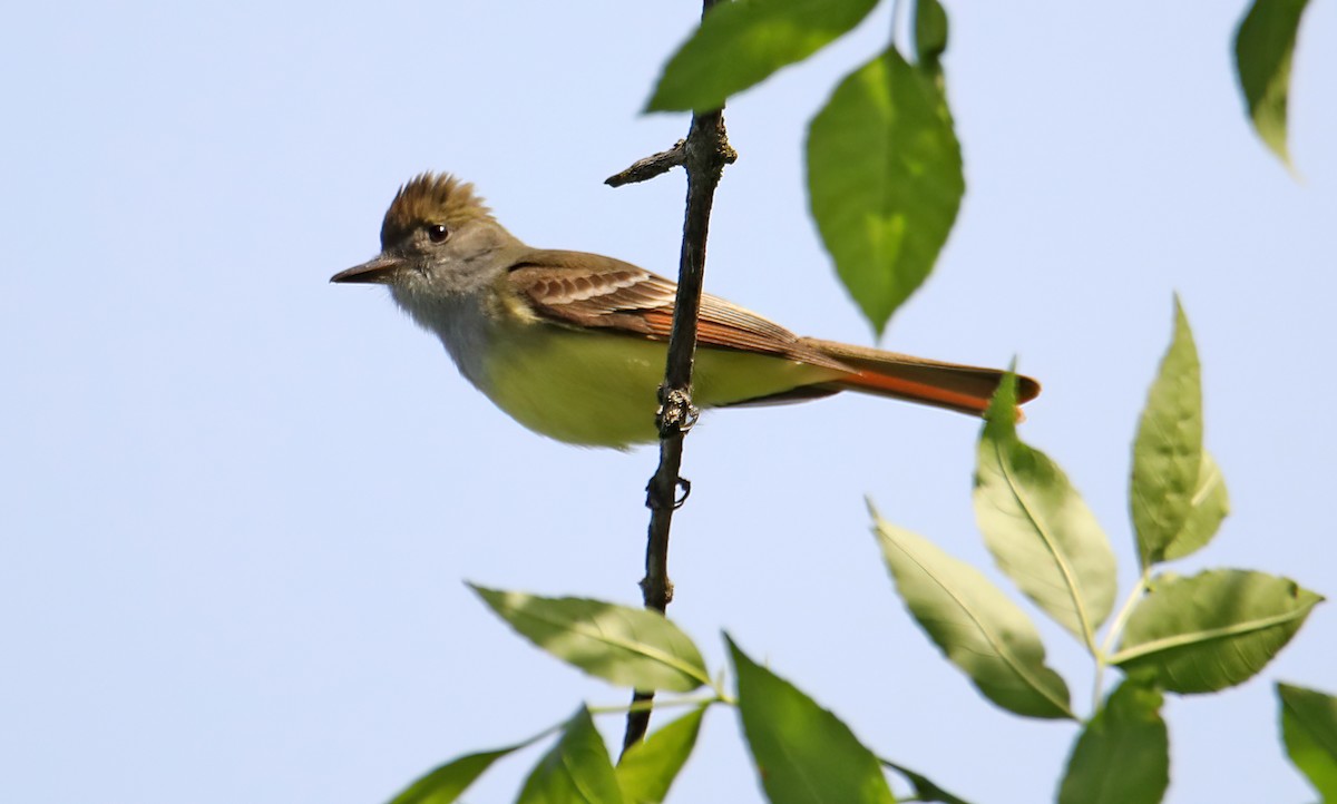 Great Crested Flycatcher - ML454582401