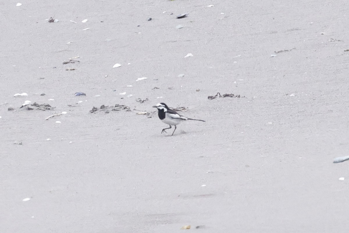 White Wagtail - David McQuade