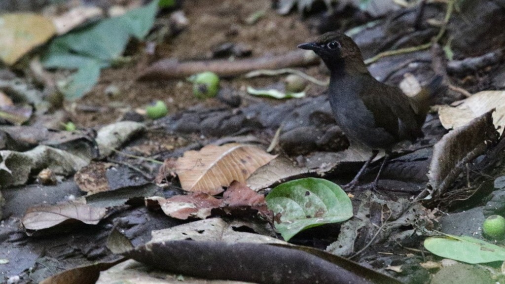 Black-faced Antthrush - ML45458271