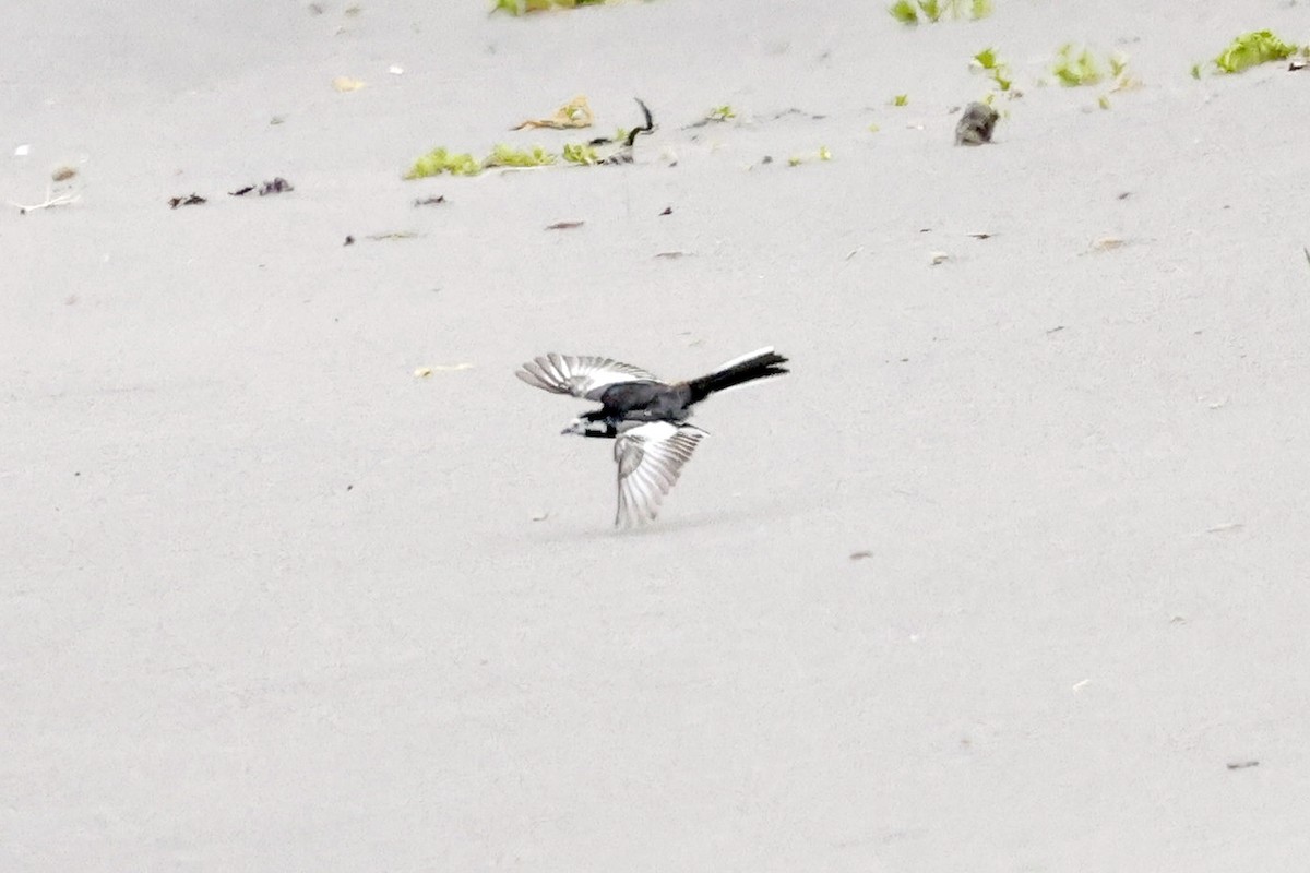 White Wagtail - ML454583631