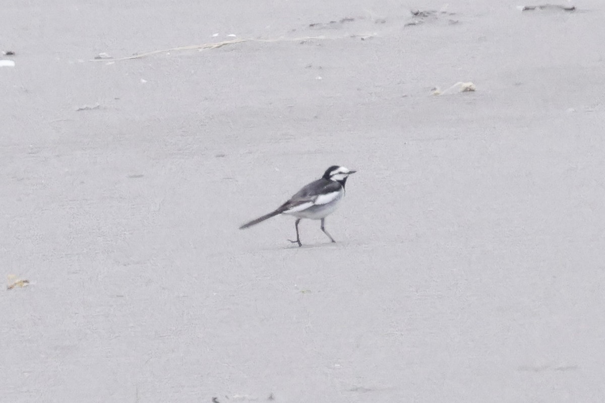 White Wagtail - David McQuade