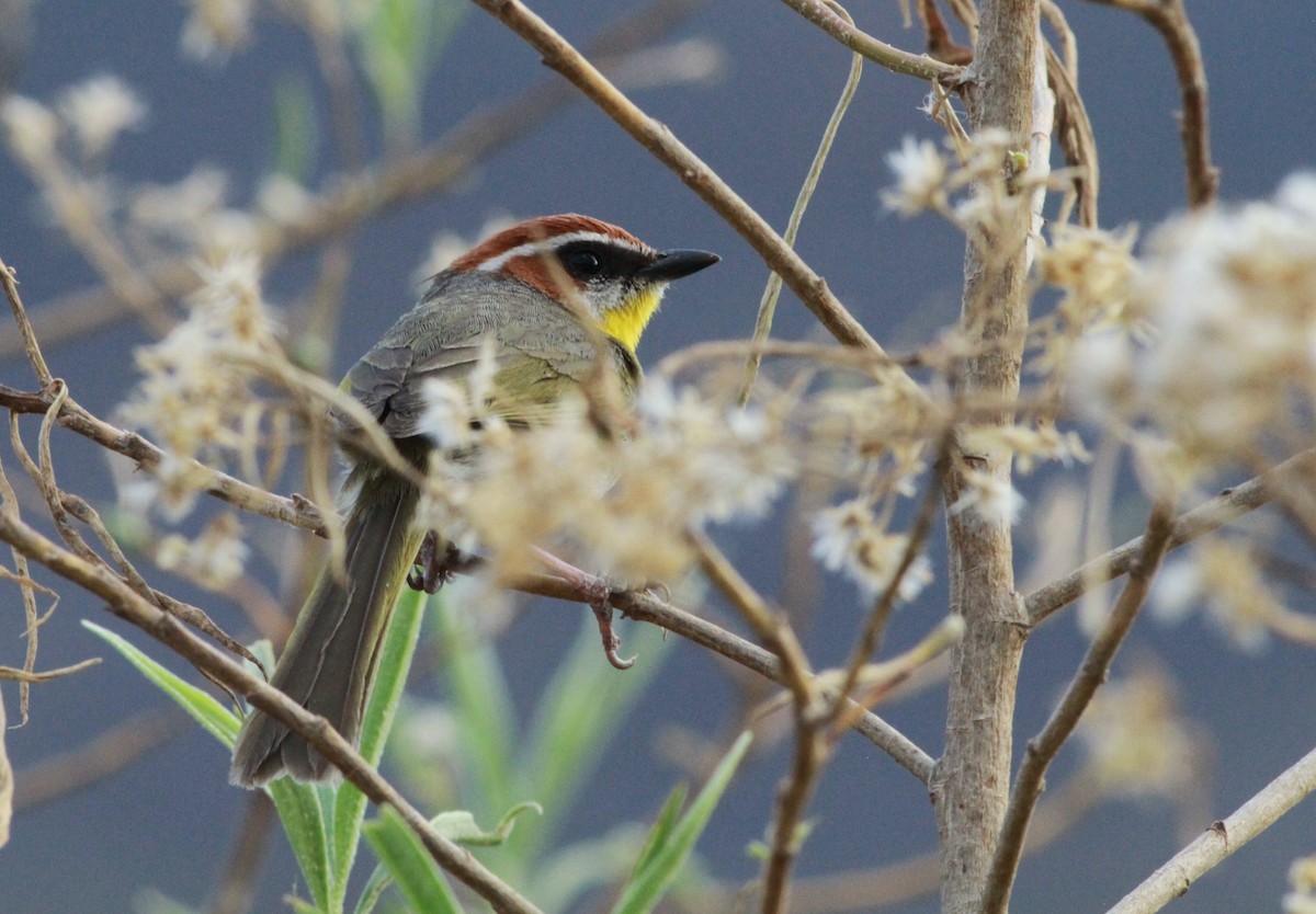 Rufous-capped Warbler - ML454584921