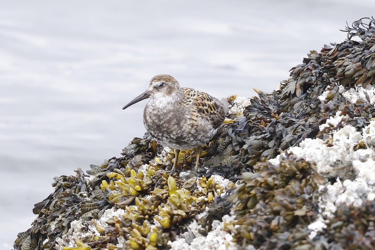 Rock Sandpiper - ML454585101