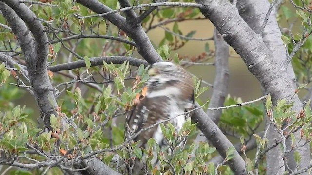 Austral Pygmy-Owl - ML454585871