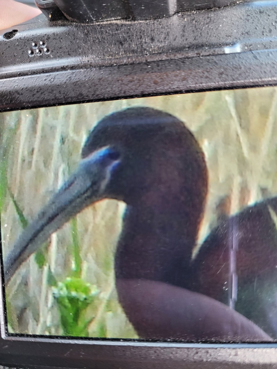 ibis hnědý - ML454585981