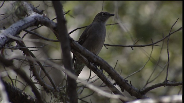 Townsend's Solitaire - ML454586