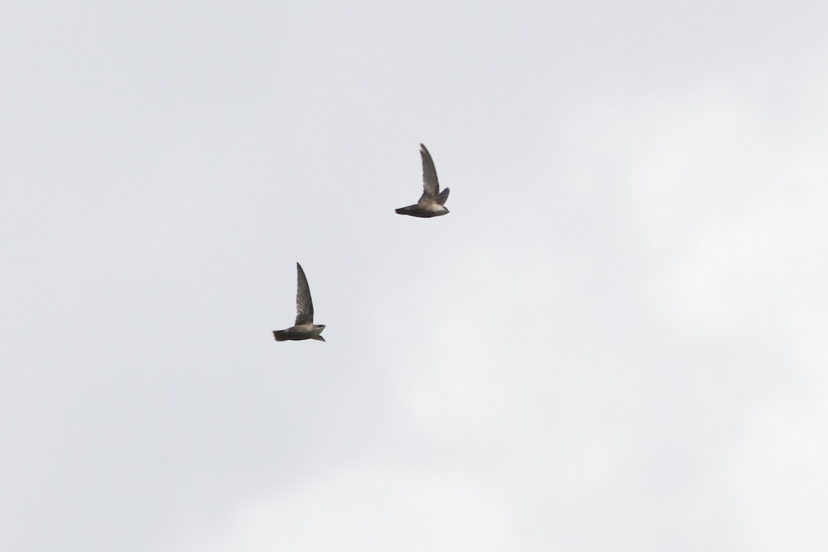 Chimney Swift - ML454586211