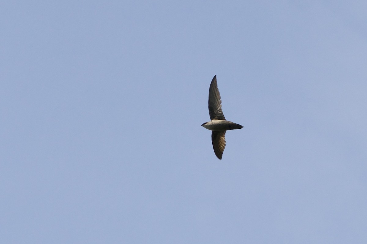 Chimney Swift - ML454586221