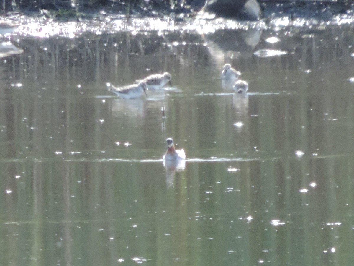 Red-necked Phalarope - ML454586601