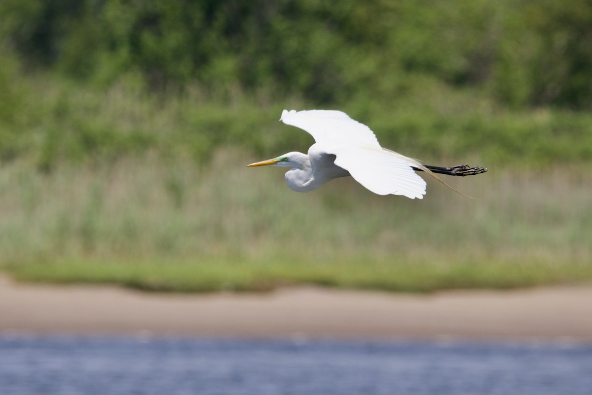 Great Egret - ML454586731