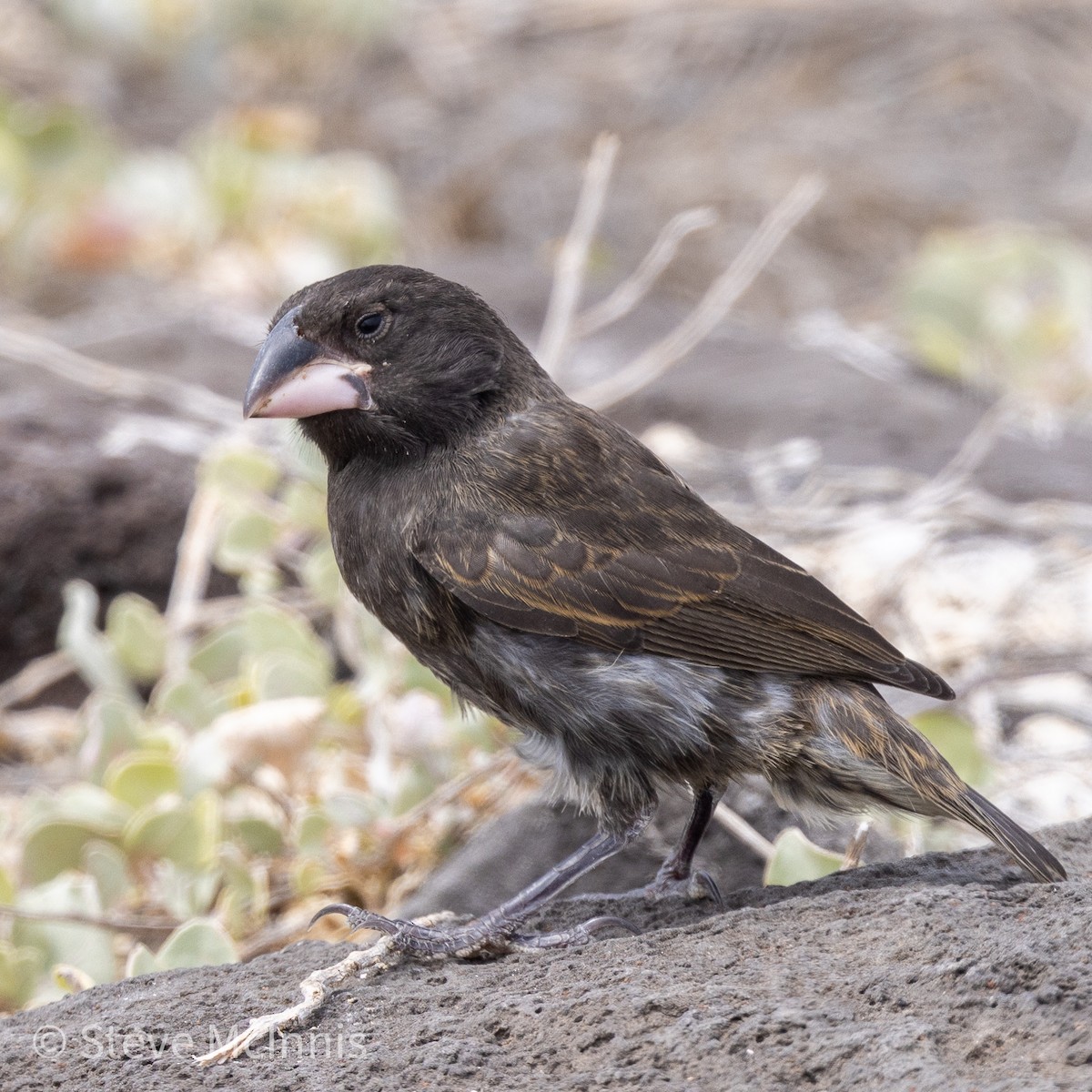 Española Ground-Finch - Steve McInnis