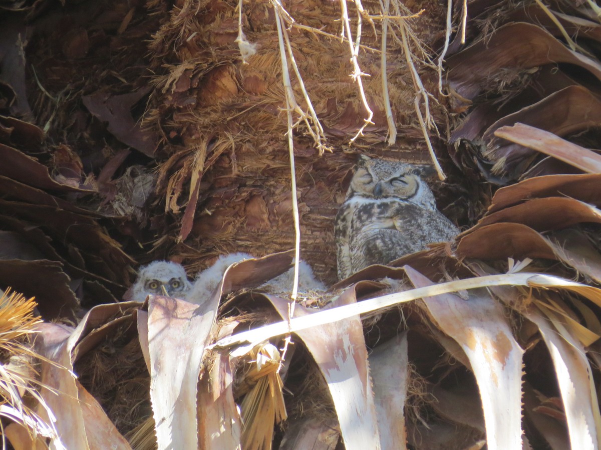 Great Horned Owl - ML454587881