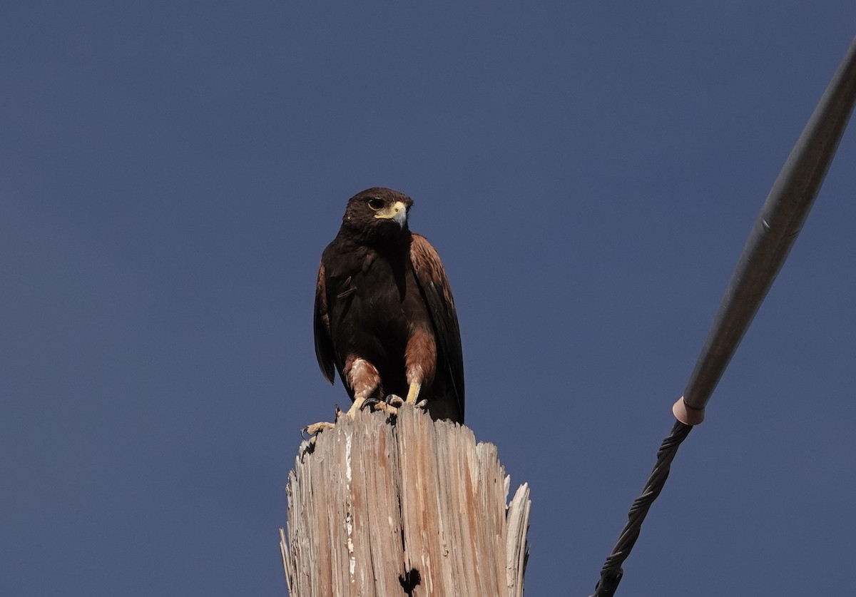 Harris's Hawk - ML454587891