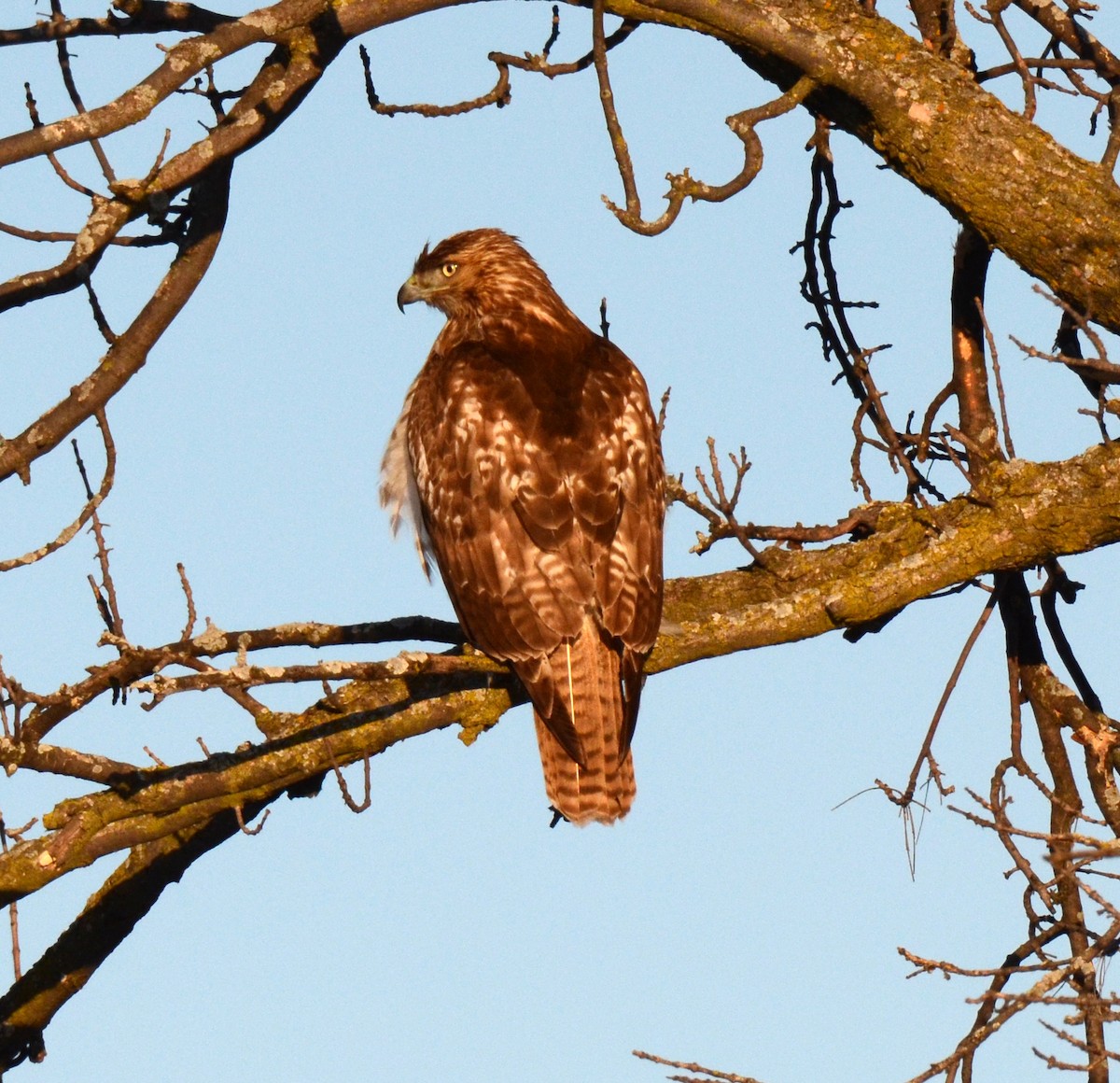 Red-tailed Hawk (borealis) - ML45458821