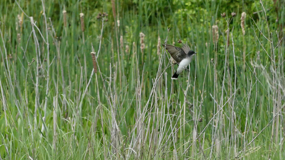 Eastern Kingbird - ML454588271