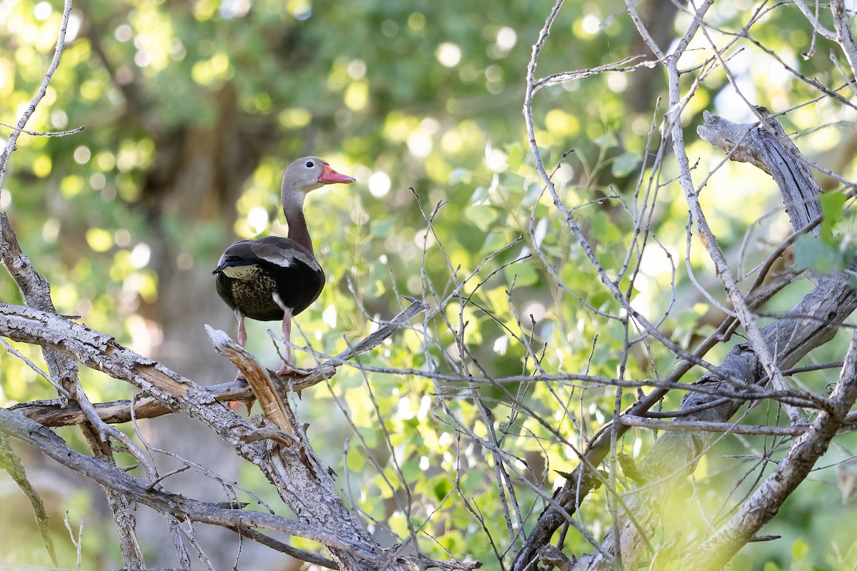 Black-bellied Whistling-Duck - ML454589271