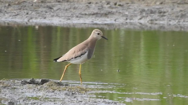 White-tailed Lapwing - ML454589401