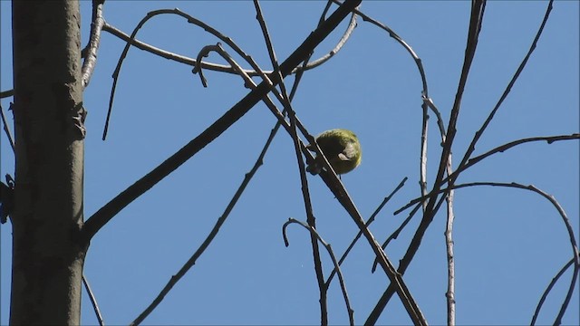 סבכון שחור-כיפה - ML454589481